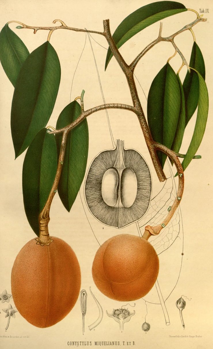 A chromolithograph on cream paper. Two large ripe fruits, russet-orange and heavy, hang from a thin woody branch with glossy dark green leaves. Between them a third fruit is drawn cut in half in grey pencil, showing two pale seeds packed side by side inside a thick husk. Smaller pencil studies of flowers and buds run along the bottom edge.