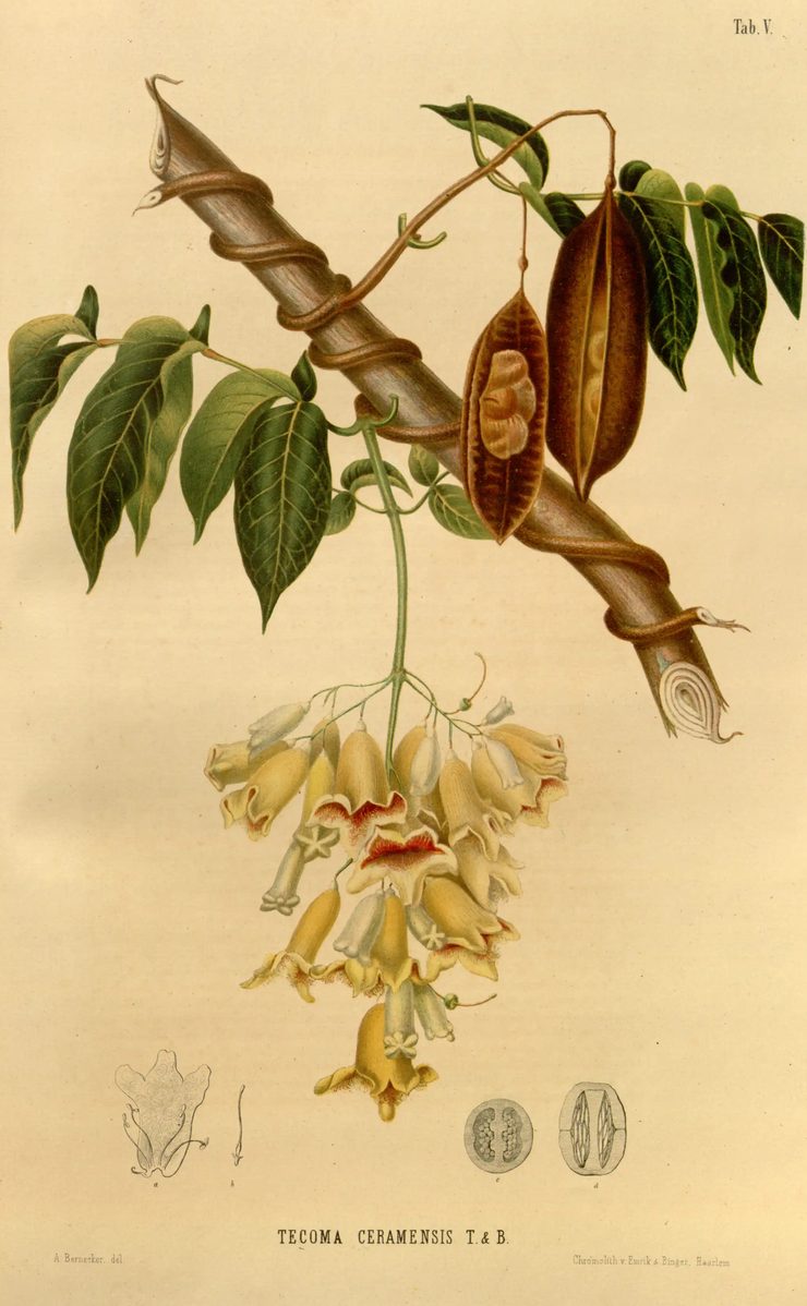 A chromolithograph on cream paper. A woody branch crosses the plate diagonally and a slender vine is wound loosely around it in open spirals, its thin tendrils curling free at both ends. Hanging below on a green stalk is a dense cluster of pale yellow trumpet flowers with frilled, red-flushed mouths, all facing different ways. Two long brown seed pods hang above, one split open. Small pencil dissections of a flower and two seed sections sit along the bottom.