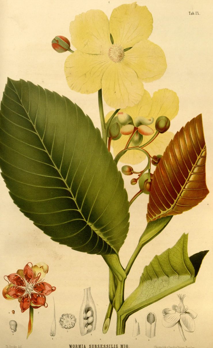 A chromolithograph on cream paper. A large pale yellow five-petalled flower opens at the top over a cluster of green and pink buds. Below it, three leaves of the same plant are painted three different colours: one deep matte green, one glossy russet-brown, and one pale grey-green seen from beneath. A small red-and-cream flower and a row of pencil dissections sit along the bottom.