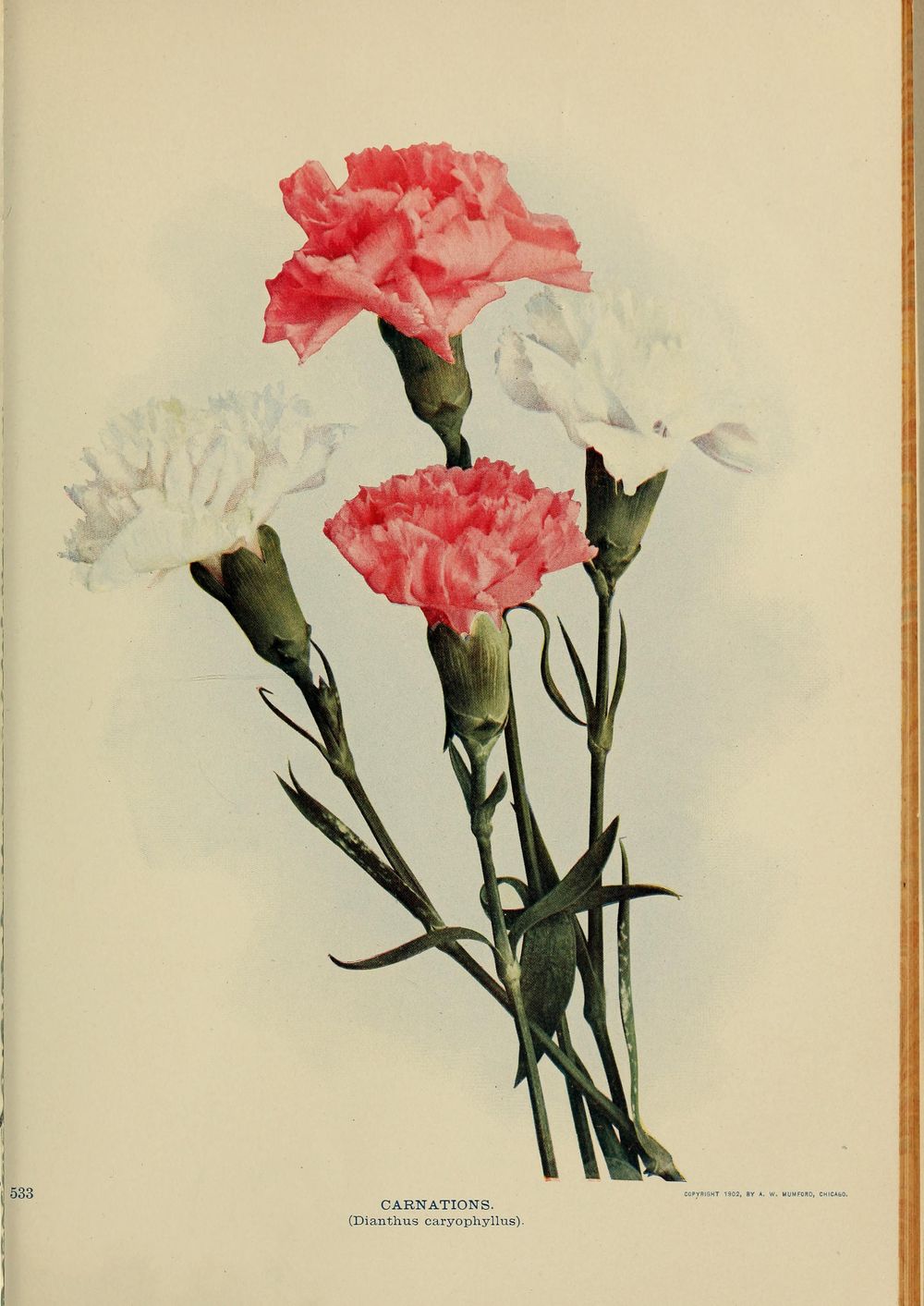 Four carnations, two deep pink and two white, on long grey-green stems with narrow leaves, printed on a book page numbered 533 and captioned Carnations, Dianthus caryophyllus.