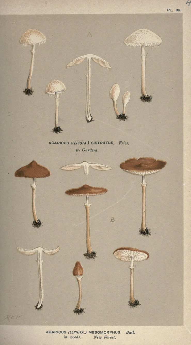 A hand-coloured plate on grey paper showing two groups of small mushrooms. The upper group is six pale cream ones, including two tiny unopened buttons; the lower group is seven brown-capped ones. In both groups every specimen stands on its own tuft of earth, at a different size, angle and stage of opening, with clear space between each one and the next.