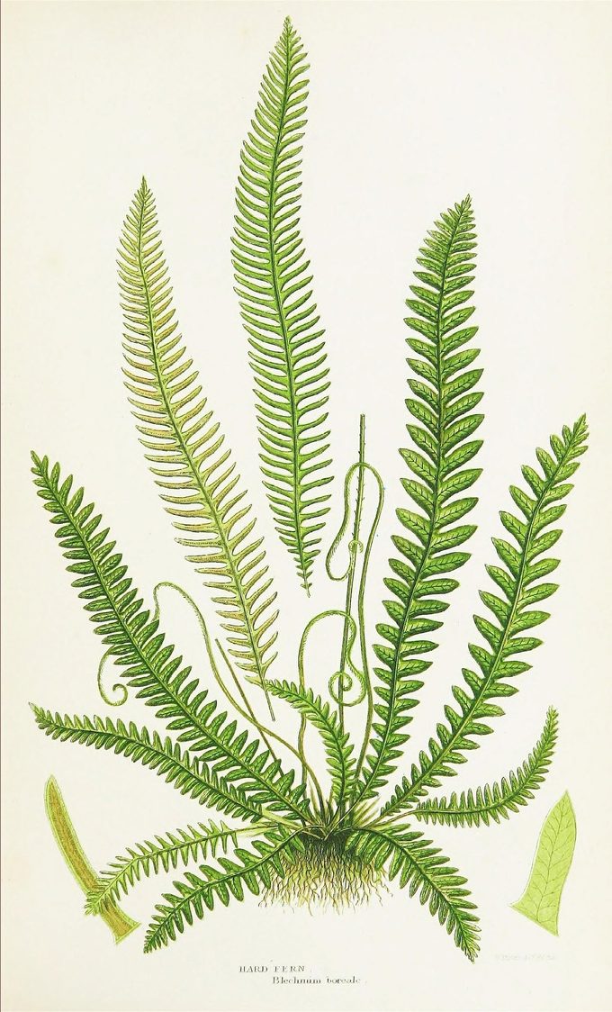 A hand-coloured plate of a hard fern: eight bright green fronds radiating from a dense brown root mass, each frond finely divided into narrow paired leaflets, with two detail studies of a single leaflet at the lower corners.
