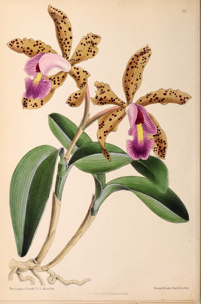 A hand-coloured lithograph of two orchid blooms. Broad tawny sepals and petals, heavily freckled with dark red, spread around a frilled lip of deep pink and magenta with a yellow throat.