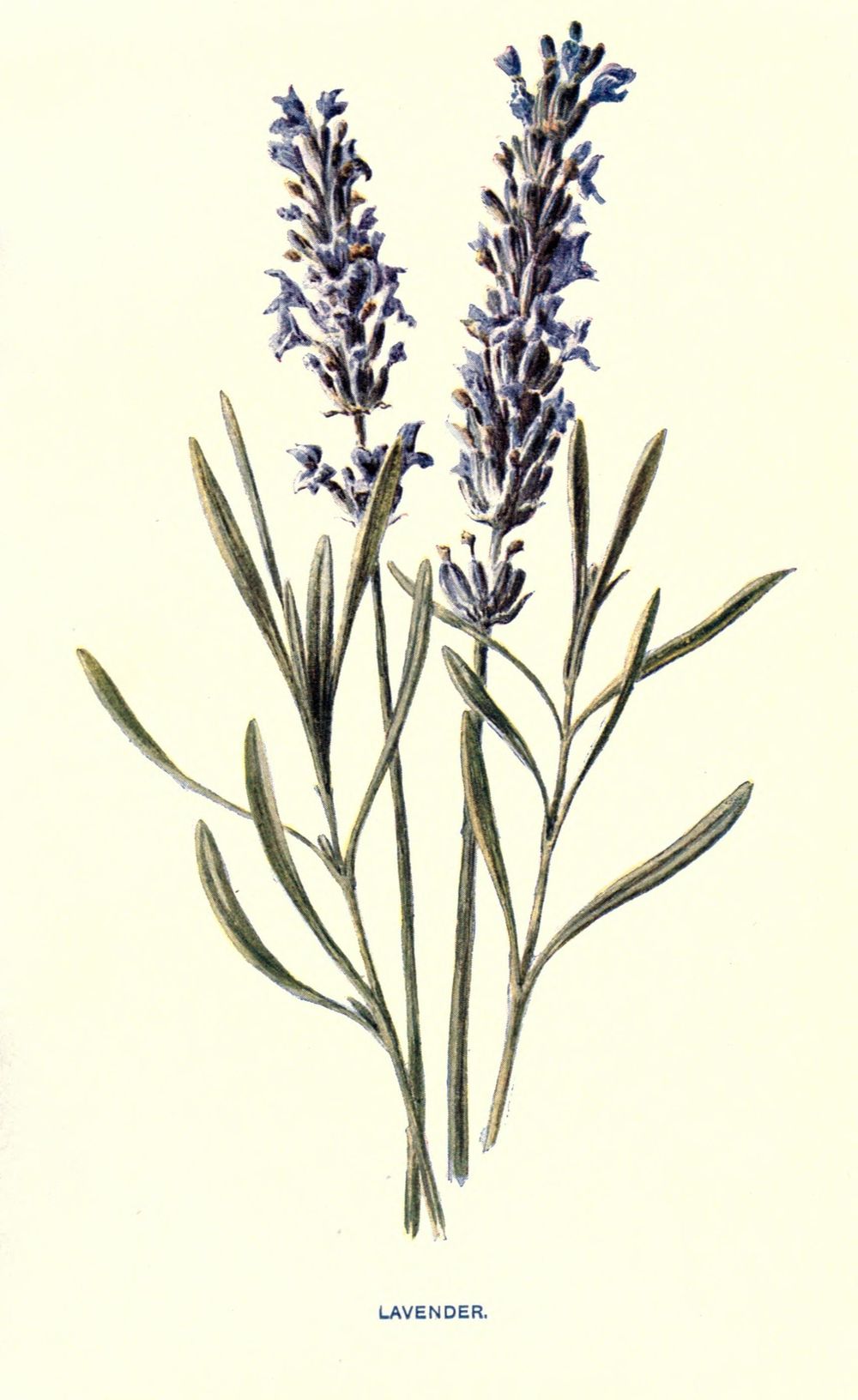 Two lavender spikes in dusty violet rising above narrow grey-green leaves on a cream ground, captioned Lavender in small type at the foot of the plate.
