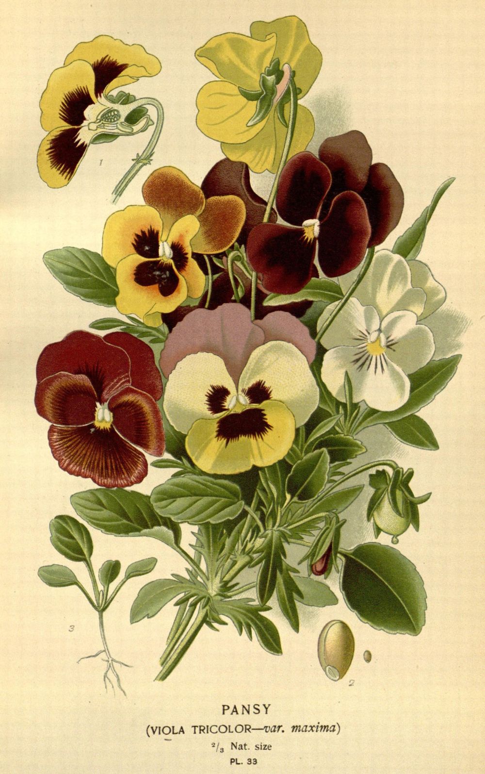 A chromolithograph of eight garden pansies in yellow, mahogany, cream, and dusty rose, each with a dark blotched face, arranged with buds, leaves, a seedling, and a seed at the foot of the plate.