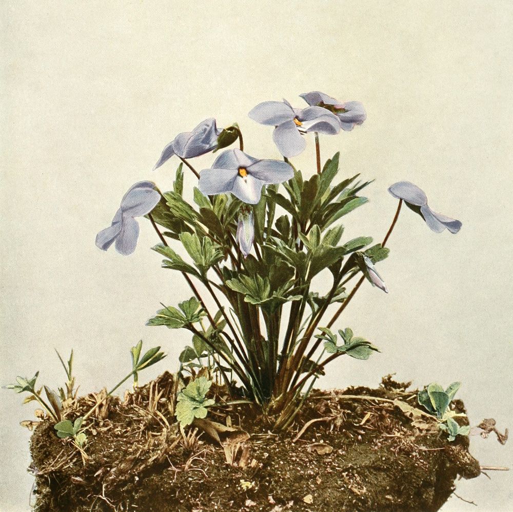 Six pale blue-violet flowers on slender stalks rising from a low clump of deeply divided leaves, the whole plant lifted on a clod of earth and photographed against a plain pale ground.