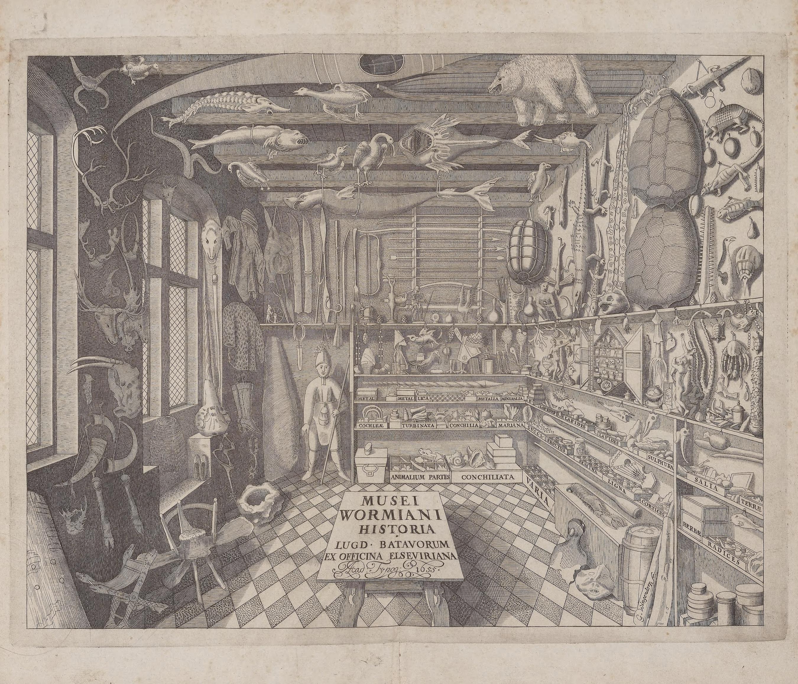 A line engraving of a small room crowded floor to ceiling with objects. Fishes, birds and a crocodile hang from the beams; a polar bear stands on a high shelf beside a turtle shell and a kayak. Antlers, spears and tools cover the far wall. Three walls of shelving are lettered with their categories, among them METALLICA, CONCHILIA, LAPIDES, SULPHURA, HERBAE and RADICES. A wooden figure holding a spear stands at the left. On the chequered floor a table bears the title MUSEI WORMIANI HISTORIA.