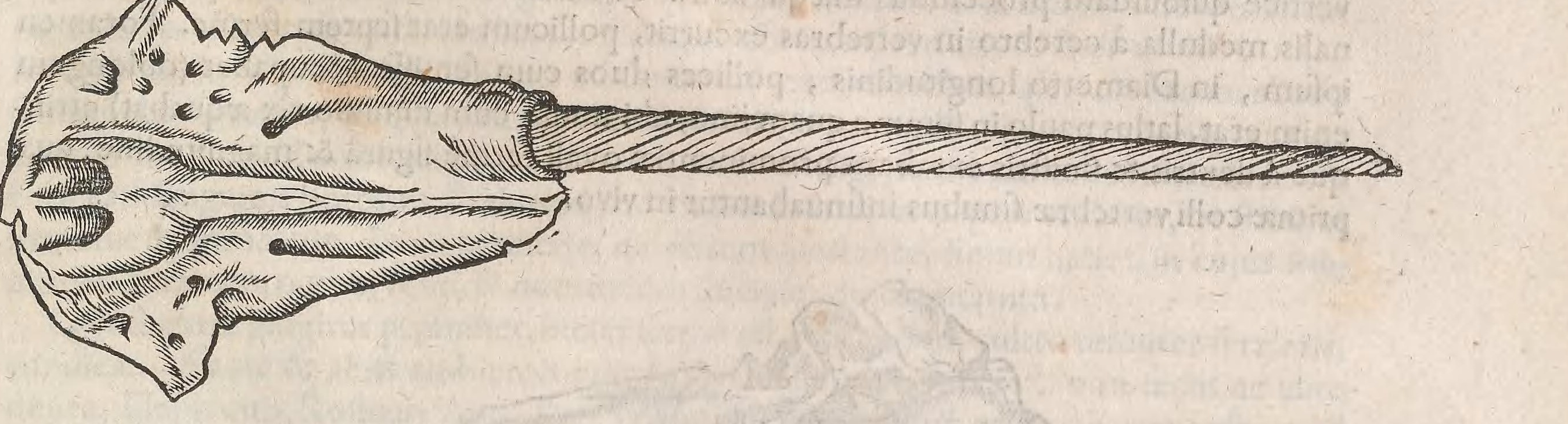 A woodcut of a narwhal skull seen from above, drawn in fine hatching. The skull is broad and pitted at the back and narrows towards the snout; from its left side a single long tapering tusk runs the width of the page, its surface cut with the close diagonal lines of a spiral. Text from the other side of the leaf shows faintly through the paper.